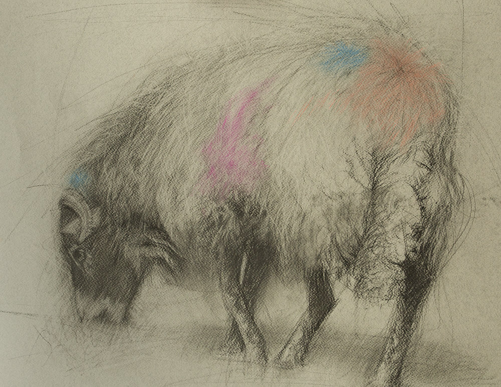 Michelle Castles Sketch - Grazing Ram